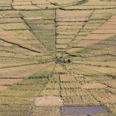 Spiderweb rice fields